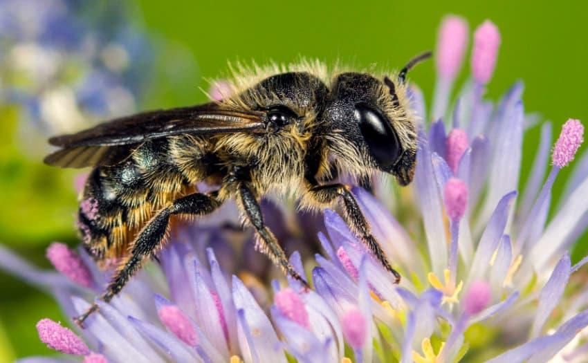 Einhöckrige Mauerbiene (Osmia niveata FABRICIUS, 1804) © Roland Günter