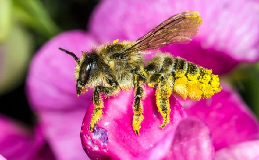 Platterbsen-Mörtelbiene (Megachile ericetorum LEPELETIER, 1841) © Roland Günter