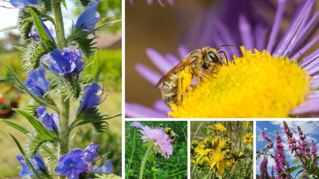Wildbienen brauchen dringend mehr blühende naturnahe Vielfalt. © Roland Günter (o. re.) und Stiftung für Mensch und Umwelt (restliche Bilder).