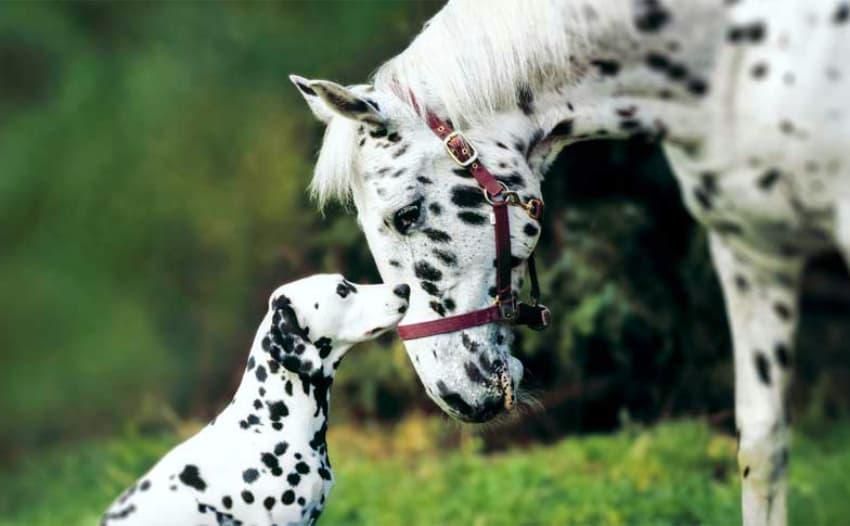 Hund & Pferd vom 7. bis 9. November in Dortmund. Foto: VDH