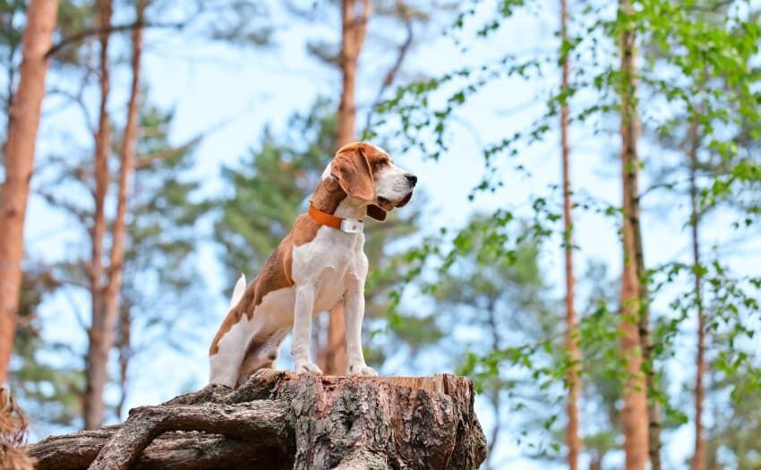 dog 4 with weenect xs white edition