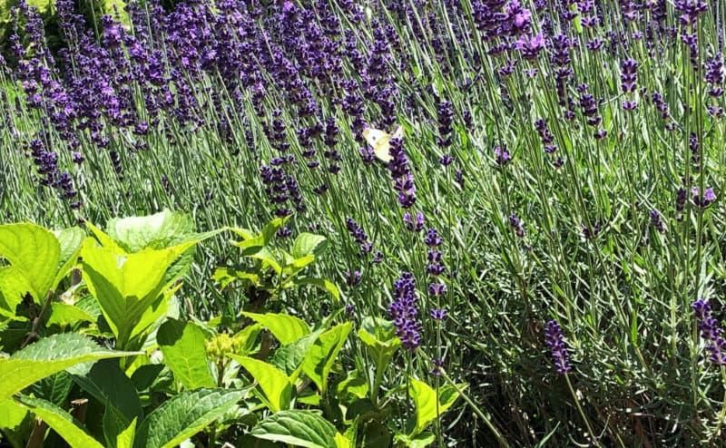 Pflanzen im Garten für Insekten, Vögel und Kleinsäuger. Foto: WZF/Antje Schreiber