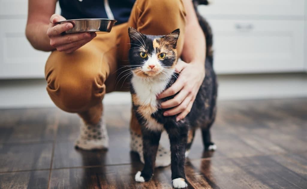 33,9 Millionen Heimtieren lebten 2024 in deutschen Haushalten. Foto: ZZF/Adobe/Chalabala