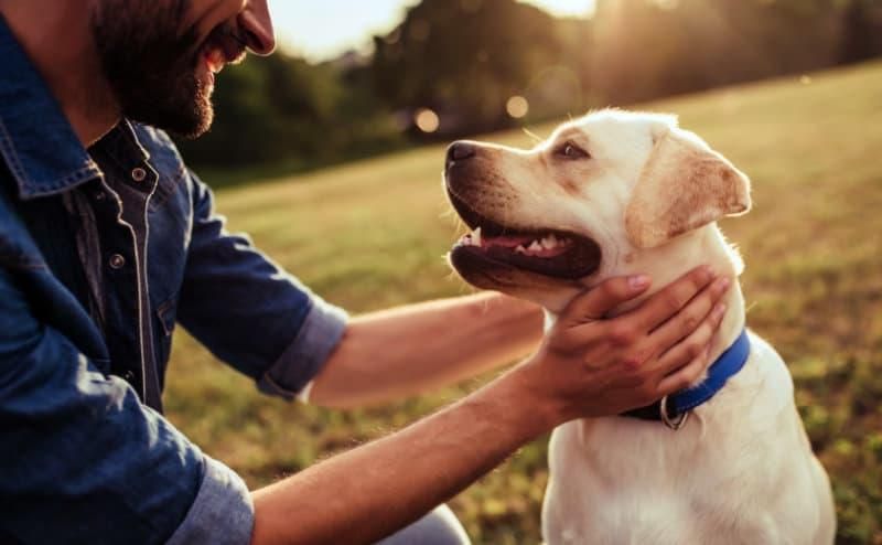 Heimtiere sind Glücks-Booster, Seelenstreichler und Personal Trainer in einem. Bild: ZZF/Adobe/Vasyl
