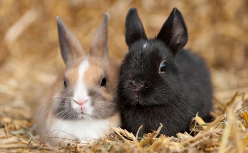 2 Kaninchen auf Stroh. Der ZZF gibt Tipps für die tiergerechte Haltung von Kaninchen im Außengehege. Foto: ZZF/Adobe/DoraZett