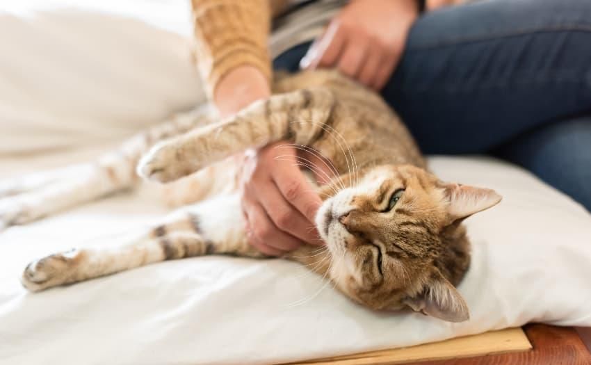 Katze auf dem Tisch beim Tierarzt. Für Katzen, die ausschließlich in der Wohnung oder im Haus leben, wäre eine gesetzliche Kastrationspflicht unverhältnismäßig. Foto: Panthermedia/elwynn