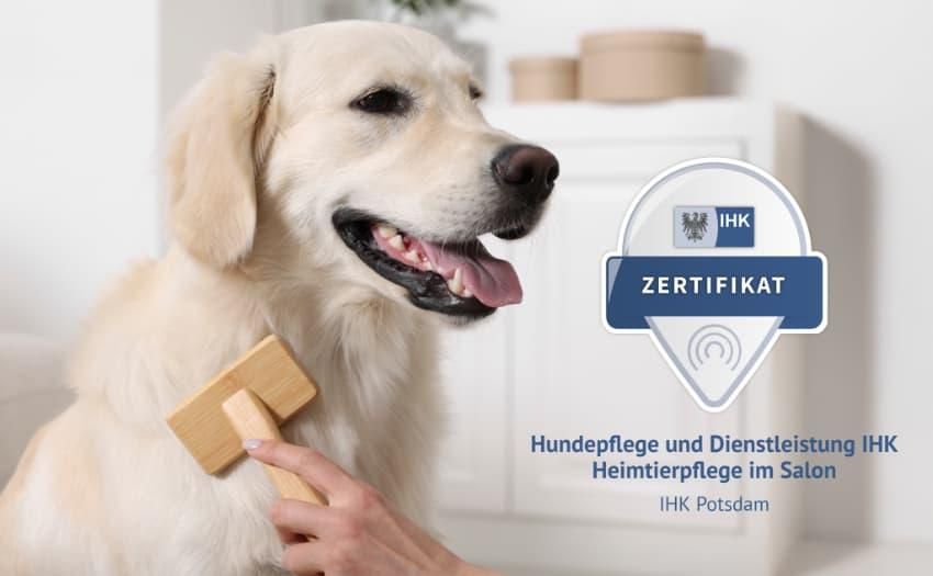 IHK Potsdam und ZZF haben eine strukturierte Qualifizierungsmöglichkeit für Hundefriseure geschaffen. Foto: ZZF/AdobeStock_617205128