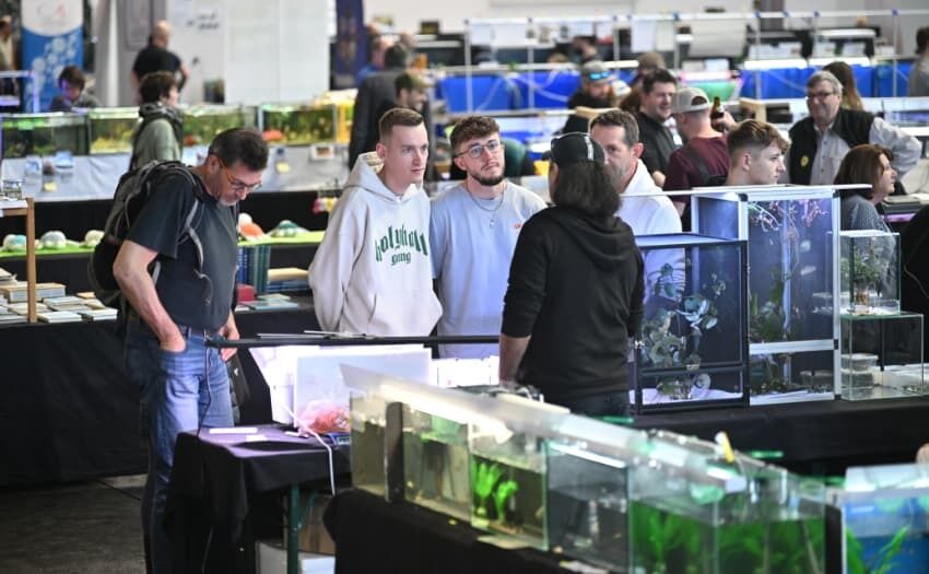 Aquarienverein Multicolor. Foto Aqua-Fisch