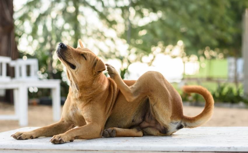 Allergien zählen zu den häufigsten chronischen Erkrankungen beim Hund. Juckreiz ist das auffälligste Symptom. Foto: iStock / Jirakan
