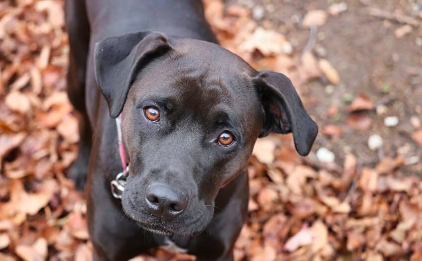 BARF-Rohfütterung zeigt ihre positiven Auswirkungen oft bereits nach wenigen Wochen. Foto: pixabay.com