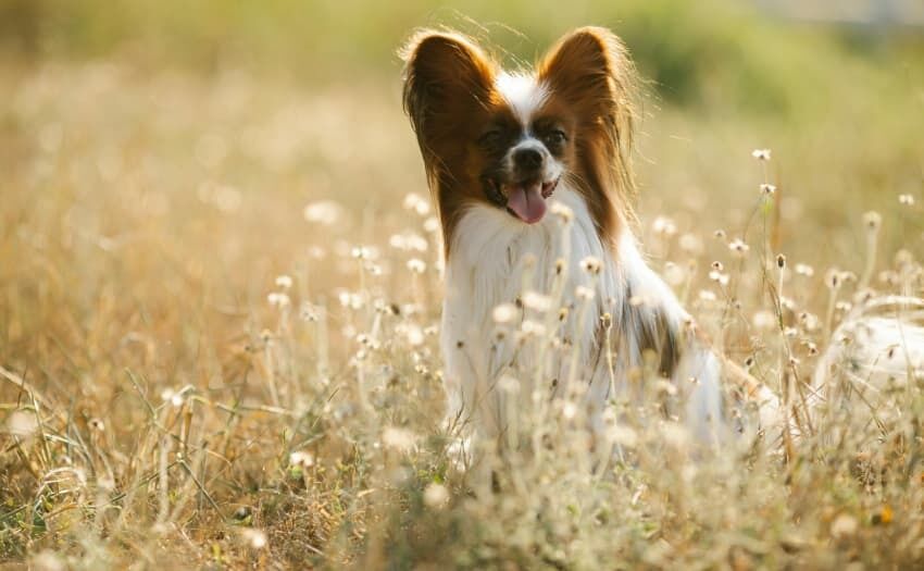 Sodbrennen beim Hund erkennen: Foto: pexels.com