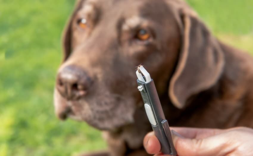 Kontrolle und Vorsorge schützen vor Infektionsrisiko durch Zecken. Foto: ZZF/Adobe/andre