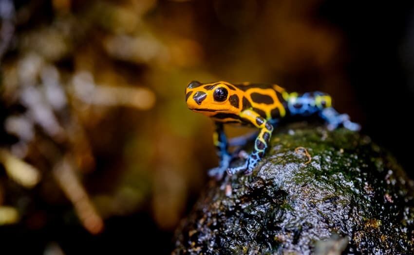 Pfeilgiftfrosch - Ranitomeya imitator Jeberos. Foto: ZZF/Adobe/FotoCorn