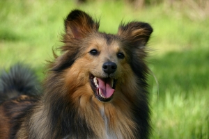 Die Gesundheitsentwicklung vom kleinen Welpen über den Jung Hund bis zum alten Hund