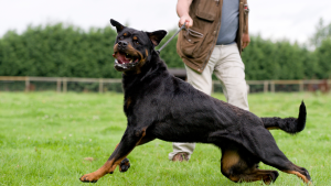 FREE - Live Webinar "Der selbständig denkende Hund als Personenschützer"