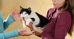 ZZF-Symposium 2018: „Alles für die Katz!“