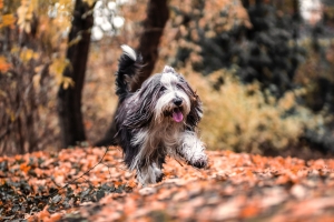 Dog Walk 2018 - Wandern für einen guten Zweck