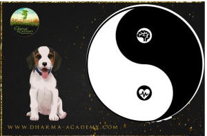 Neuro-TAO -  Der völlig „andere“ Online-Video-Kurs: