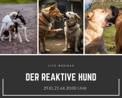 Live-Webinar:  Der „reaktive Hund“ 