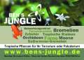 Ben´s Jungle Tropische Pflanzen