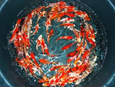 Kareikoi - Japan Koi Handel