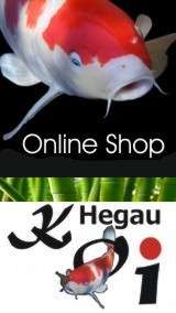 Hegau Koi Bernd Kellermeier