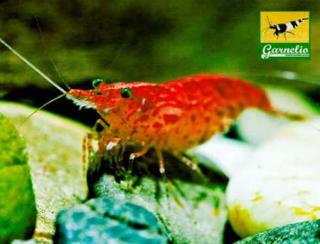 Garnelio.de - Ihr Garnelenshop