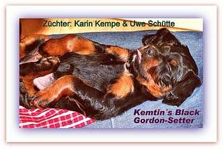 Kemtin´s Black VDH Gordon-Setter-Züchter seit 1992 für Jagd- & Familienhunde