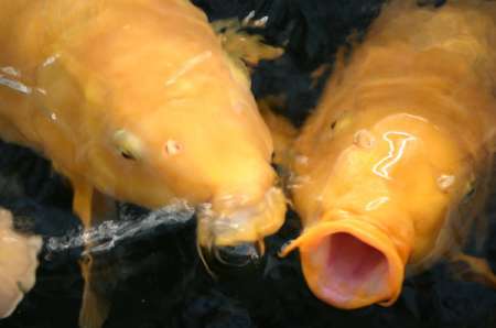 Koi - Studio & Teichtechnik