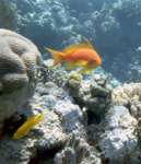 Aquarien u. Terrarienbau Geis