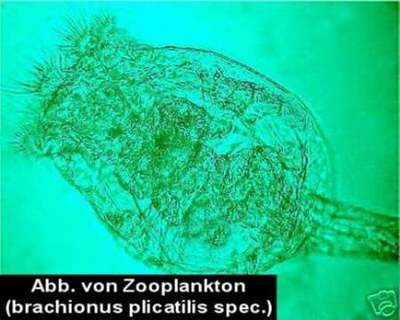 korallenplanet.de - Phytoplankton, Zooplankton, Zuchtanleitungen und Spezialdünger