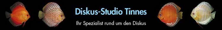Diskus Studio Tinnes