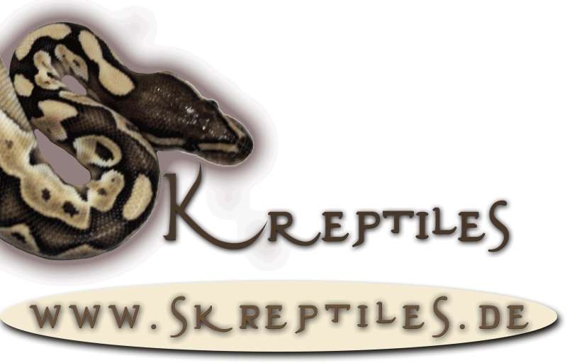 SKReptiles - High quality ball pythons