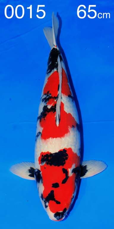 Fa. Kois-fuer-Kenner