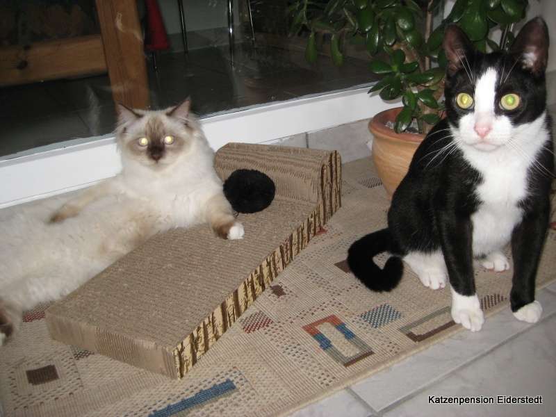 Katzenpension Eiderstedt