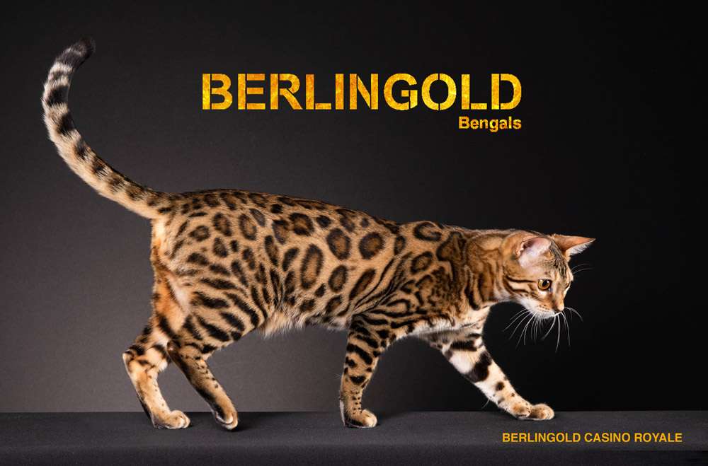 berlingold.eu - Exklusive Bengalkatzen - Familien - Zucht aus Berlin - Bengal Kitten abzugeben