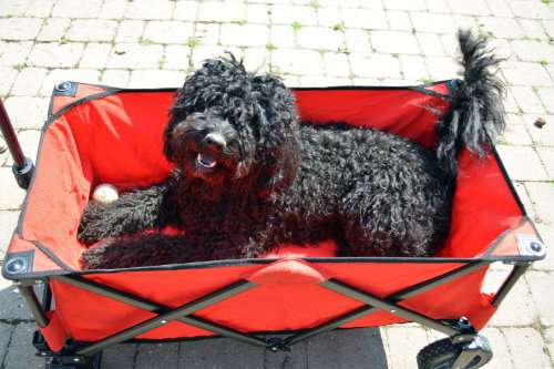 my curly fellow - Barbet - französischer Wasserhund