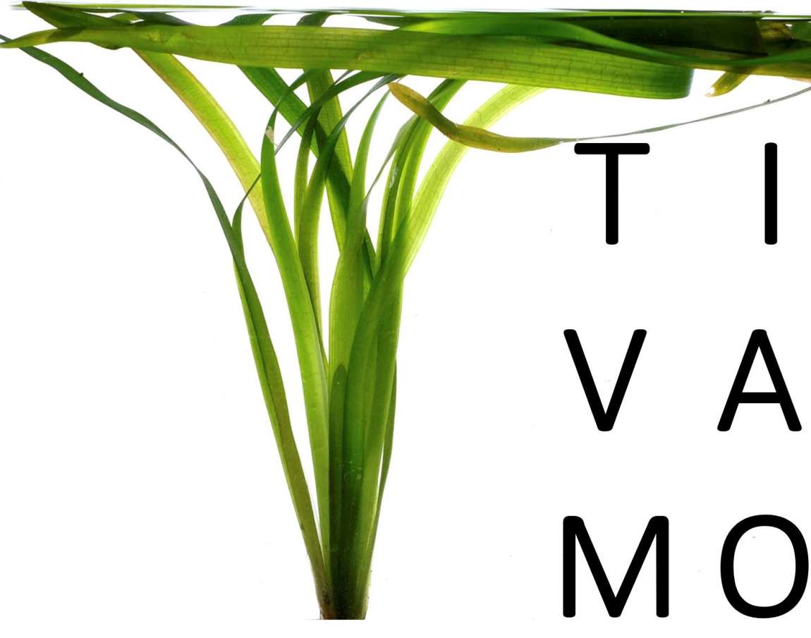 TIVAMO - Aquarienpflanzen Grosshandel