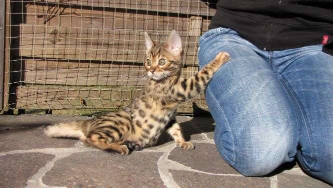 Freunde für`s Leben: Tierverhaltenstherapie und Beratung für Katzen