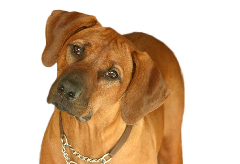 hunde24.info - Hundeversicherungen