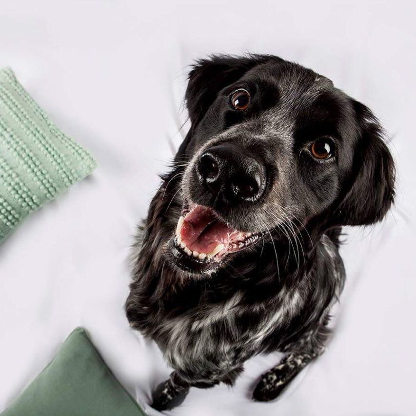 Zuvona.de – Qualität, Verantwortung und Engagement für den Tierschutz