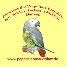 Papageienmarktplatz