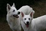 Weisse Schäferhunde aus dem Hagebuttenland
