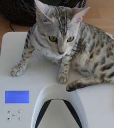 CATSOMAT - Der Katzen-Futterautomat für Nassfutter und Trockenfutter