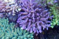 Korallenkeller Herrieden