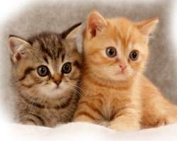 BKH - Katzen von Kittenprincess
