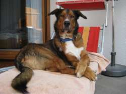 Dog-Motel - Familiäre Hundepension am Bayrischen Nationalpark