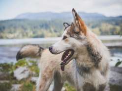 Foxy & Furry - Hundezubehör Vergleich + Fragen und Antworten