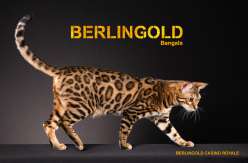 berlingold.eu - Exklusive Bengalkatzen - Familien - Zucht aus Berlin - Bengal Kitten abzugeben
